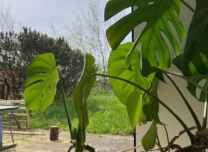 Geniessen Sie die Ruhe im Huisje in Egmond-Binnen, einem Ferienhaus an der Nordseekueste mit einem grossen Garten und einer Terrasse in Nordholland.