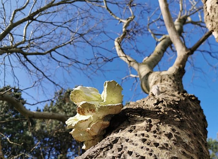 Unterkunft 451112 - Ferienhaus Noordzeekust - Huisje in Egmond-Binnen