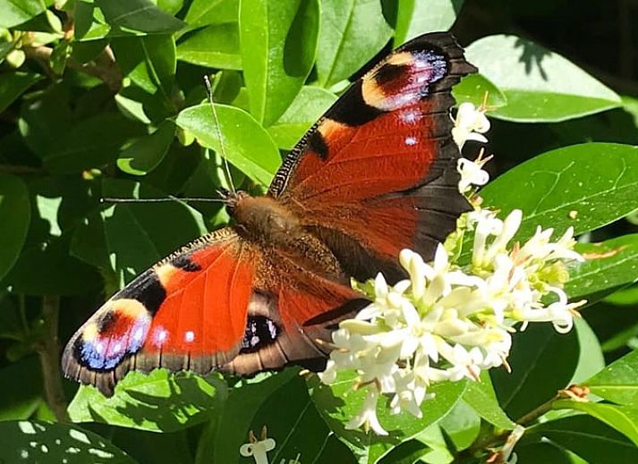 Gezellige buitenruimte van Vakantiehuis in Egmond aan den Hoef, omgeven door hortensia's, Noordzeekust, Noord-Holland.