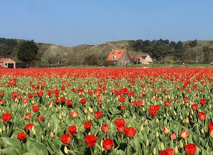 Unterkunft 451246 - Ferienhaus Noordzeekust - Vakantiehuisje in Egmond aan den Hoef