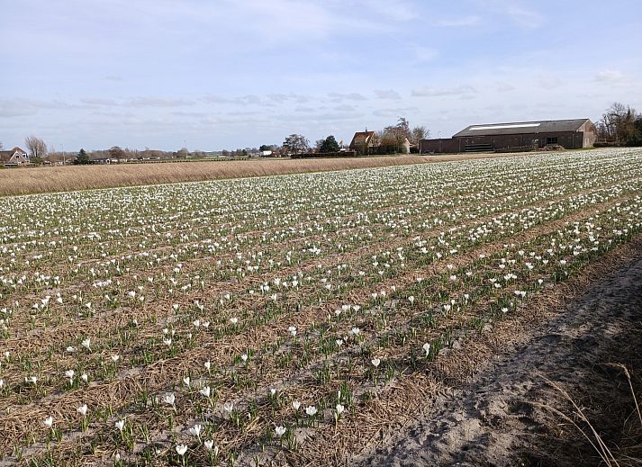 Unterkunft 451260 - Ferienhaus Noordzeekust - NH642