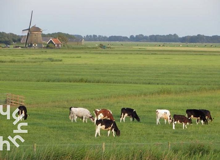 Unterkunft 452010 - Ferienhaus Noordzeekust - NH064