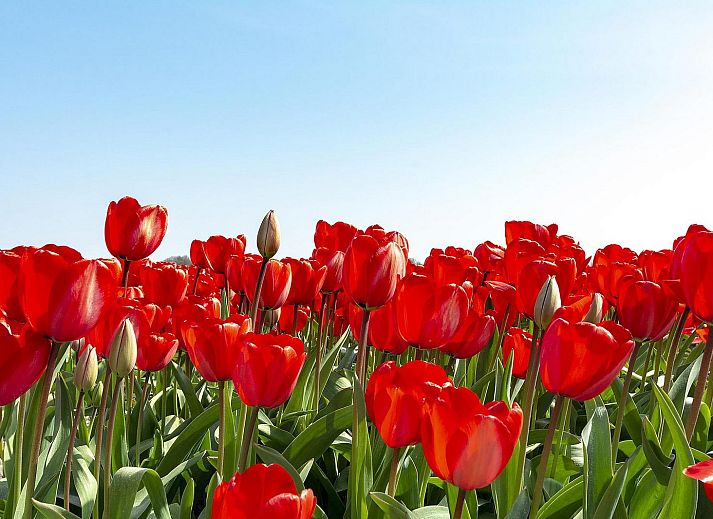 Unterkunft 452707 - Ferienhaus Noordzeekust - Sandepark 66