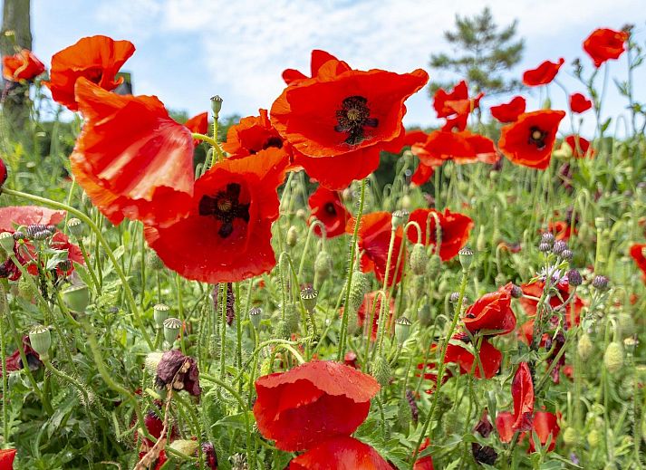 Unterkunft 452712 - Ferienhaus Noordzeekust - Klaproos