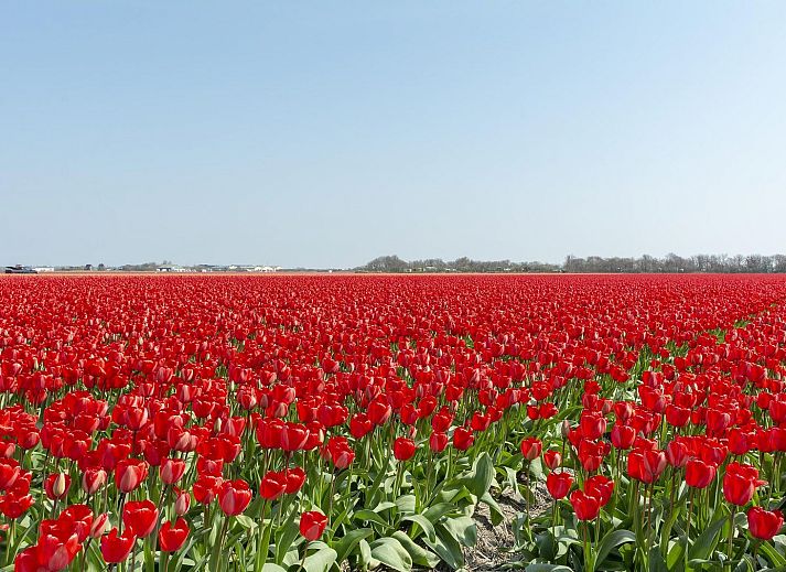 Guest house 452716 - Holiday property Noordzeekust - Sandepark 151 (Villa Matisse)