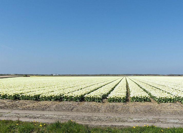 Guest house 452724 - Holiday property Noordzeekust - Sandepark 93