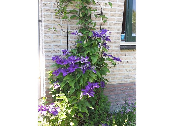 Guest house 452948 - Holiday property Noordzeekust - 140019