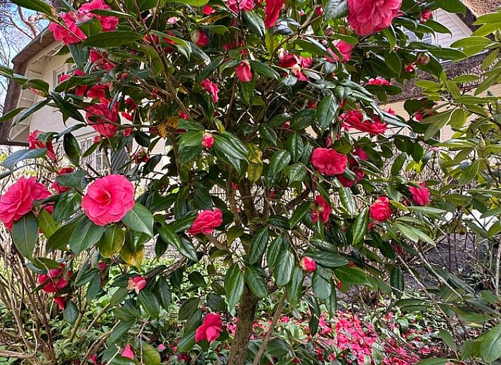 Guest house 453045 - Holiday property Noordzeekust - Vakantiehuis in Bergen