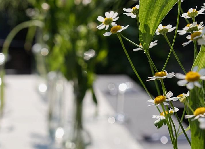 Guest house 453046 - Holiday property Noordzeekust - Huisje in BERGEN