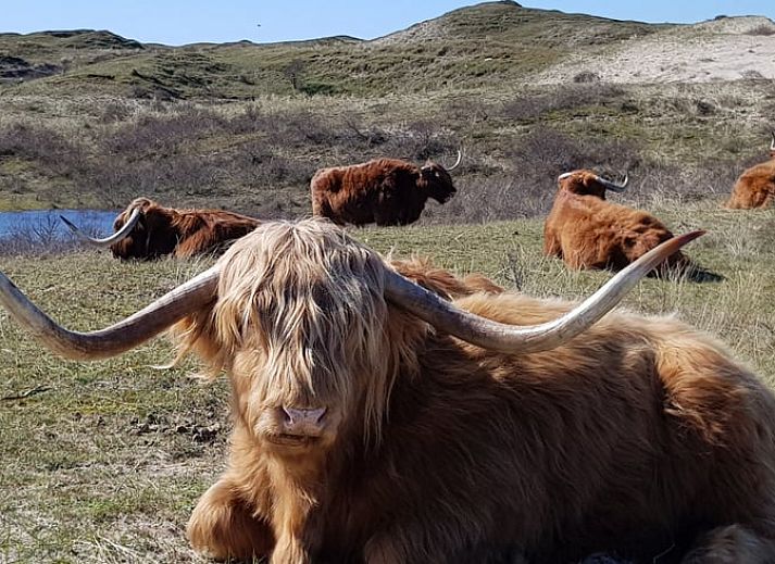 Guest house 453046 - Holiday property Noordzeekust - Huisje in BERGEN