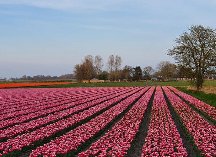 Guest house 453046 - Holiday property Noordzeekust - Huisje in BERGEN