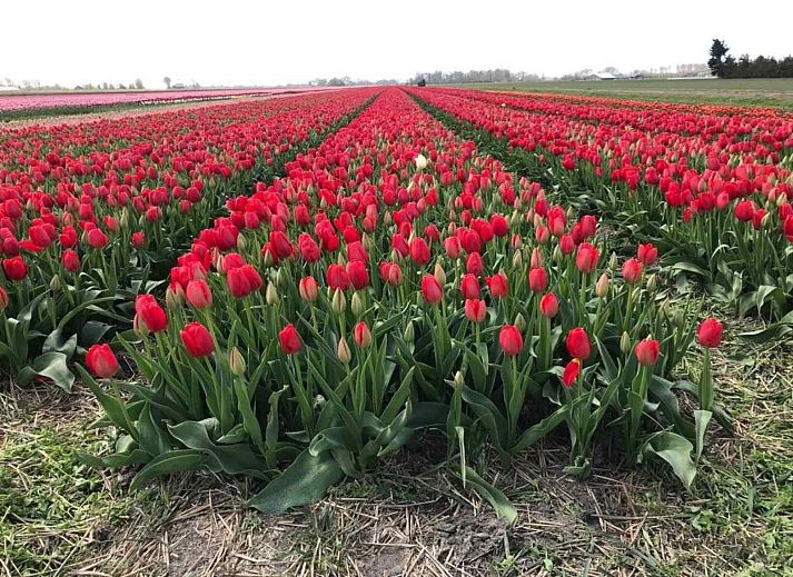 NH170 vakantiehuis in Bergen met kleurrijke buitenkant aan de Noordzeekust, Noord-Holland.