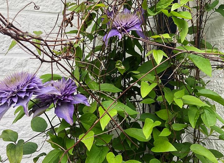 Guest house 453708 - Holiday property Noordzeekust - Vakantiehuisje in Sint Maartensvlotbrug