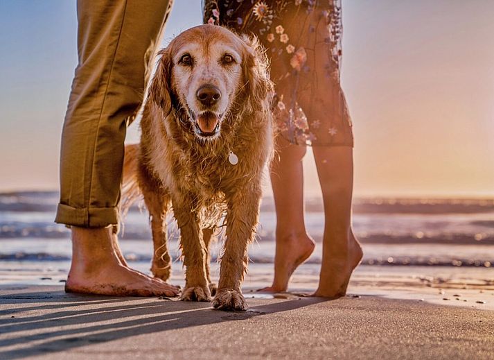 Guest house 453711 - Holiday property Noordzeekust - Suite Uitwaayer