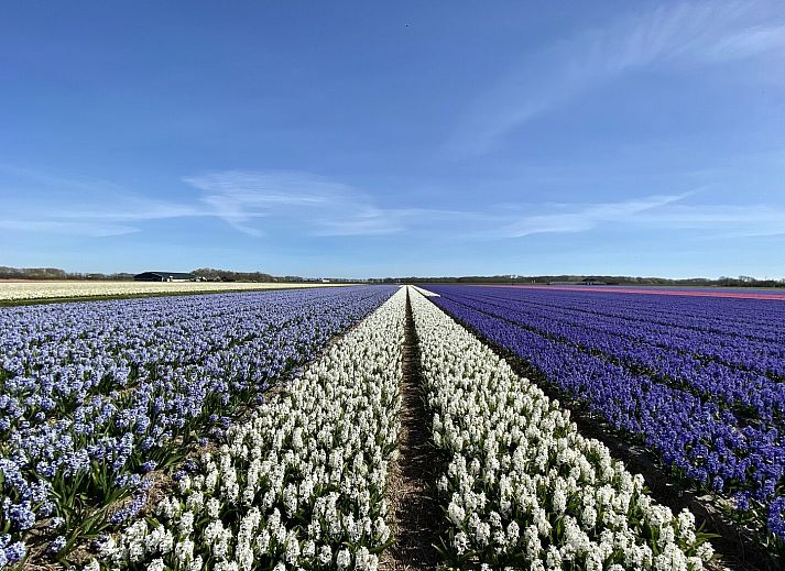 Guest house 453711 - Holiday property Noordzeekust - Suite Uitwaayer