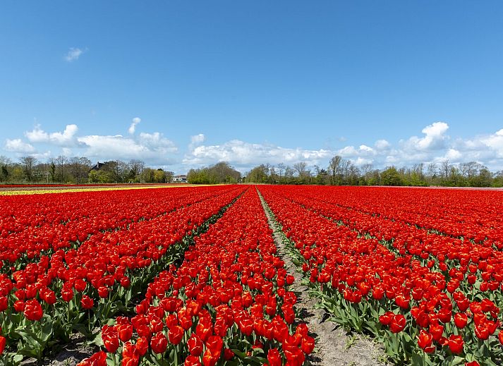 Guest house 453711 - Holiday property Noordzeekust - Suite Uitwaayer