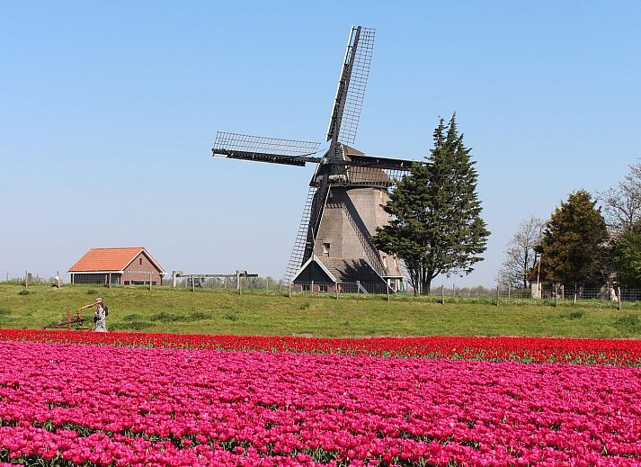 Guest house 453737 - Holiday property Noordzeekust - Belkmerduinen 12 Sint Maartenszee