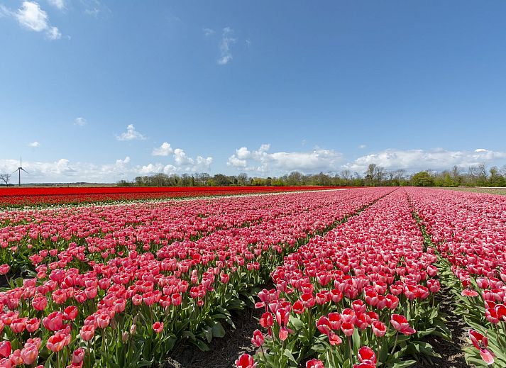 Guest house 453744 - Holiday property Noordzeekust - Beach Bungalow Sint aan Zee