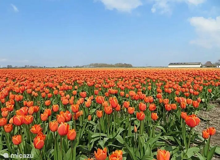 Unterkunft 4540236 - Bungalow Noordzeekust - Strandparel 81 Julianadorp aan Zee