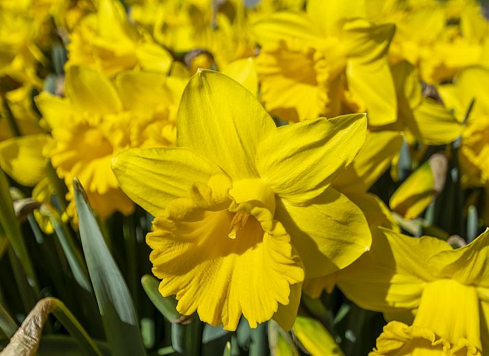 Unterkunft 454029 - Ferienhaus Noordzeekust - Résidence Juliana 21