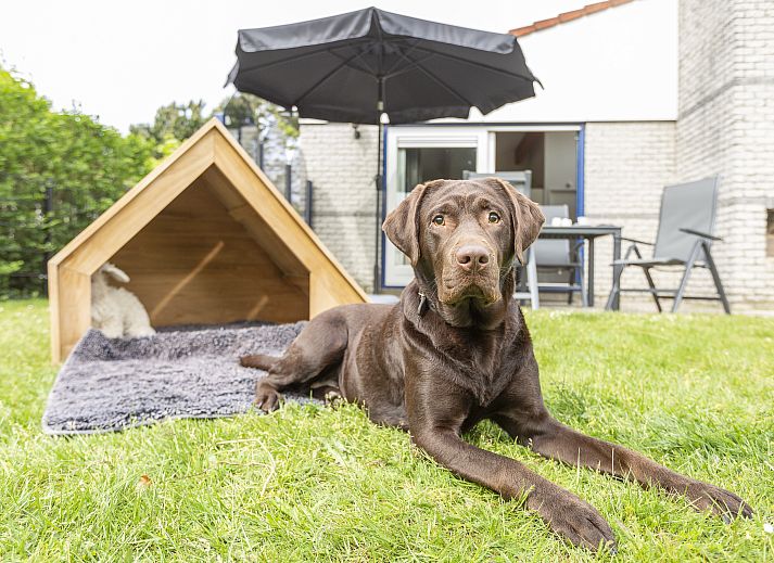 Unterkunft 454072 - Bungalow Noordzeekust - Beach Resort Ooghduyne | 4-persoons hondenvilla | 4CD