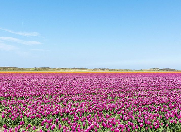 Unterkunft 454097 - Ferienhaus Noordzeekust - Résidence Juliana 54
