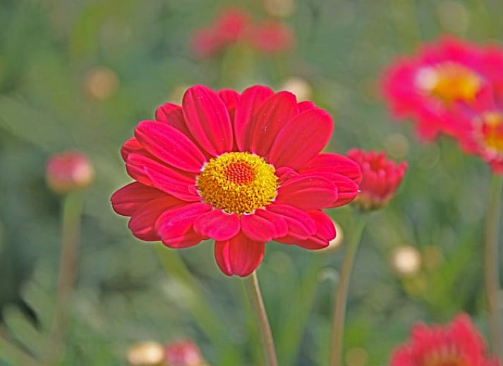 Moderne tv en apparatuur in Huisje in Warmenhuizen, Noordzeekust, Noord-Holland vakantiehuis.