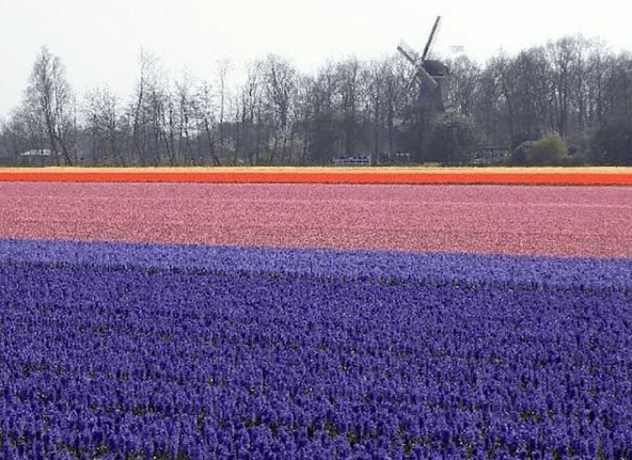 Verblijf 456104 - Vakantiewoning Noordzeekust - Vakantiehuisje in Vogelenzang