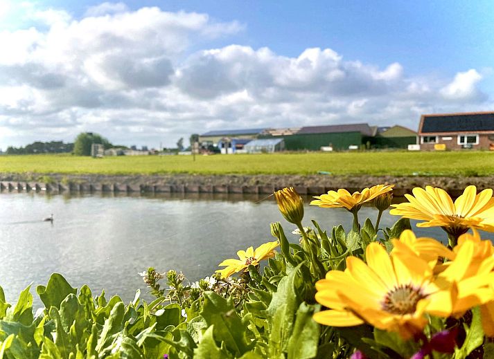 Unterkunft 460120 - Ferienhaus IJsselmeerkust - Vakantiehuis Ela mit Holzgrill, Garten und Terrasse