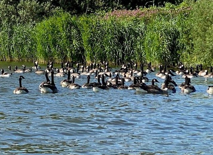 Verblijf 460132 - Appartement IJsselmeerkust - Appartement Tami