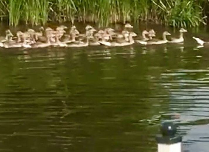 Verblijf 460139 - Vakantiewoning IJsselmeerkust - Vakantiehuis in Wervershoof mit Terrasse und Garten