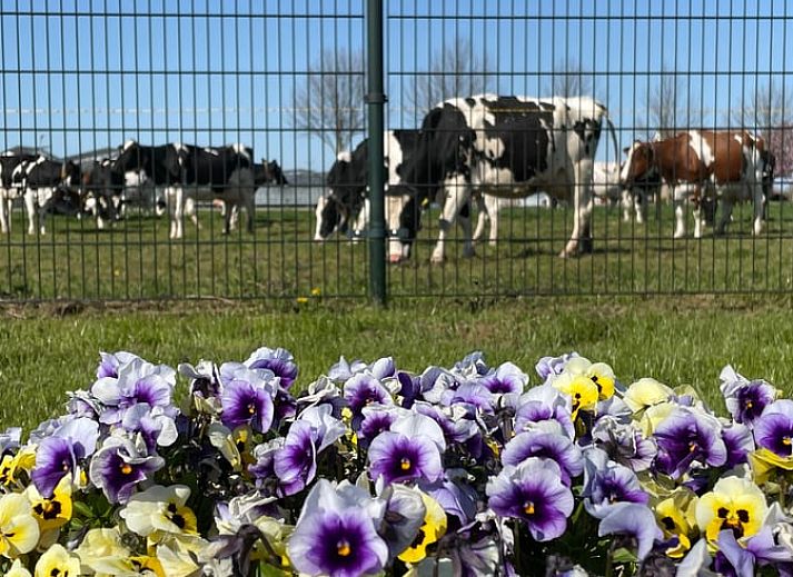 Geniessen Sie die Sonne auf der Terrasse von Huisje in Andijk, einem Ferienhaus an der IJsselmeerkueste in Nordholland.