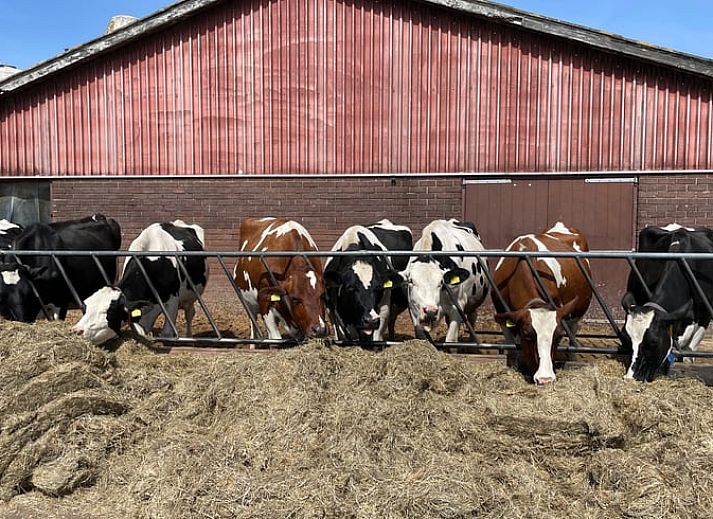Entspannen Sie sich mit Blick auf den Garten von der Innenseite des Huisje in Andijk, Ferienhaus an der IJsselmeerkueste.