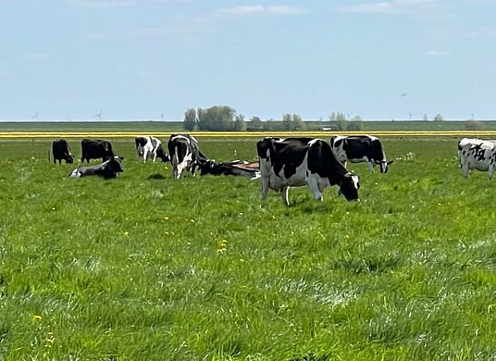 Entspannen Sie sich mit Blick auf den Garten von der Innenseite des Huisje in Andijk, Ferienhaus an der IJsselmeerkueste.
