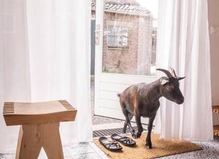 Heller Eingang zum Ferienhaus in Hem, Nordholland mit Blick auf den Garten.