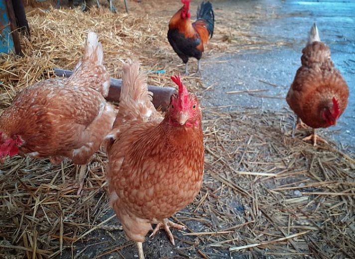 Gemuetliches Wohnzimmer des Ferienhauses in Hem, IJsselmeerkueste mit Holzbalken und orangefarbenen Akzenten.