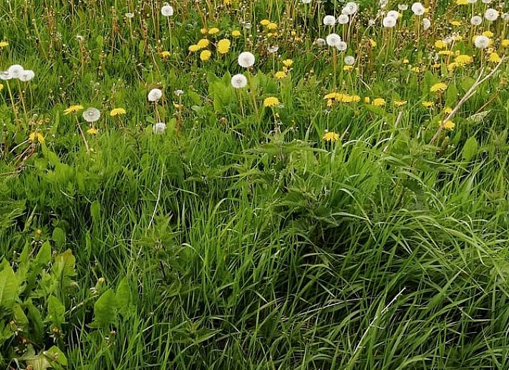 Gemuetliches Wohnzimmer des Ferienhauses in Hem, IJsselmeerkueste mit Holzbalken und orangefarbenen Akzenten.