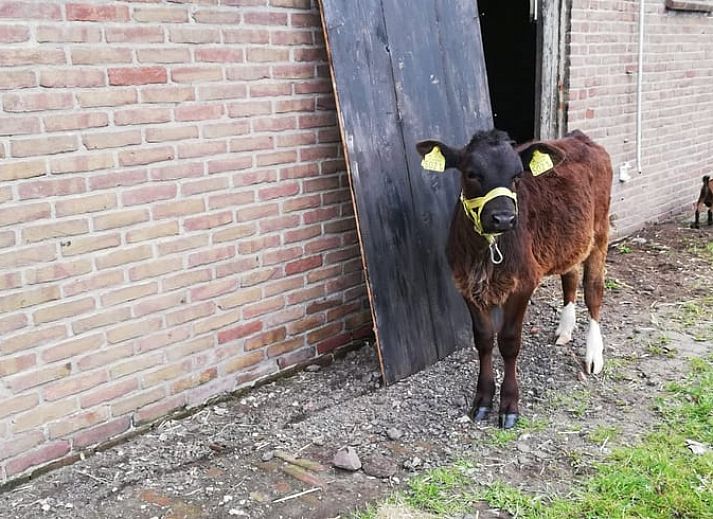 Blick auf die Landschaft vom Ferienhaus in Hem, Nordholland, mit spielendem Kind.