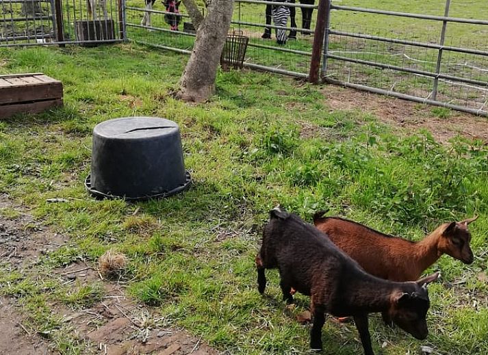 Blick auf die Landschaft vom Ferienhaus in Hem, Nordholland, mit spielendem Kind.