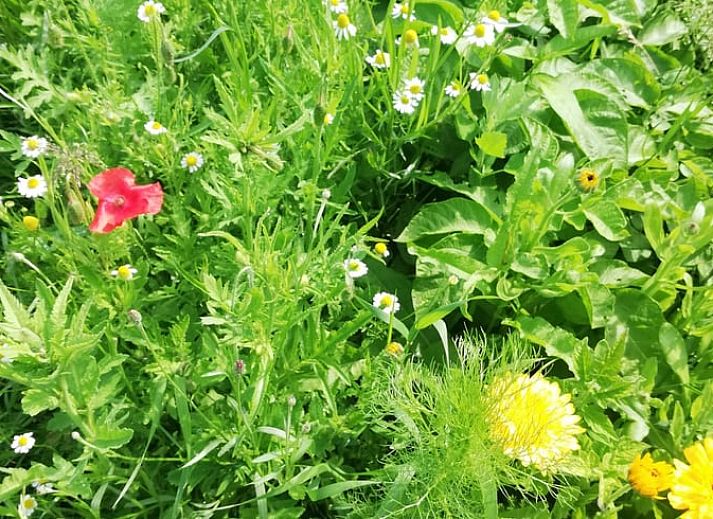 Dining room overlooking nature in Huisje in Hem, vacation home on the IJsselmeer coast, North Holland.