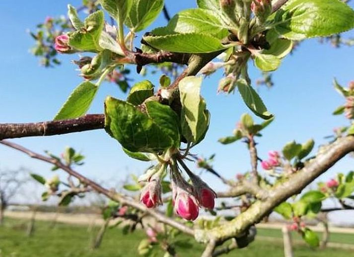 Comfortabel bed in Huisje in Hem, vakantiehuis in Hem, Noord-Holland met zachte kussens en sfeervolle verlichting.