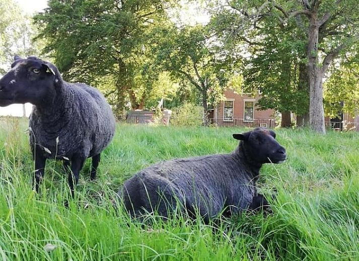 Schitterend uitzicht vanuit Huisje in Hem, vakantiehuis in Hem, IJsselmeerkust op groene velden en bloemen.