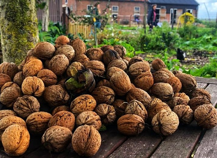 Schitterend uitzicht vanuit Huisje in Hem, vakantiehuis in Hem, IJsselmeerkust op groene velden en bloemen.