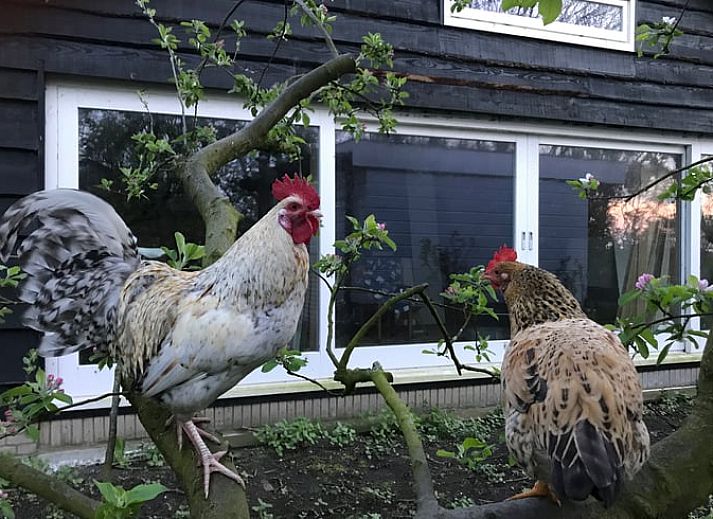 Moderne binnenruimte van Vakantiehuis in Monnickendam met uitzicht op groene velden in Noord-Holland.