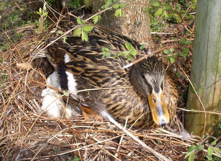 Unterkunft 461016 - Ferienhaus IJsselmeerkust - Vakantiehuisje in Monnickendam