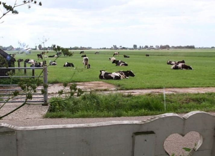 Aussenansicht des Ferienhauses in Katwoude, umgeben von bluehenden Pflanzen in Katwoude, IJsselmeerkueste, Nordholland.