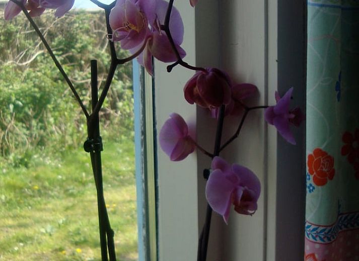 Landstrasse entlang gruener Felder in der Naehe des Ferienhauses in Katwoude, Katwoude, IJsselmeerkueste, Nordholland.