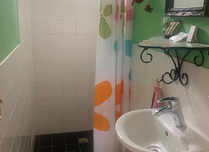 Weidende Kuehe auf der Wiese um das Ferienhaus in Katwoude, Katwoude, IJsselmeerkueste, Nordholland.