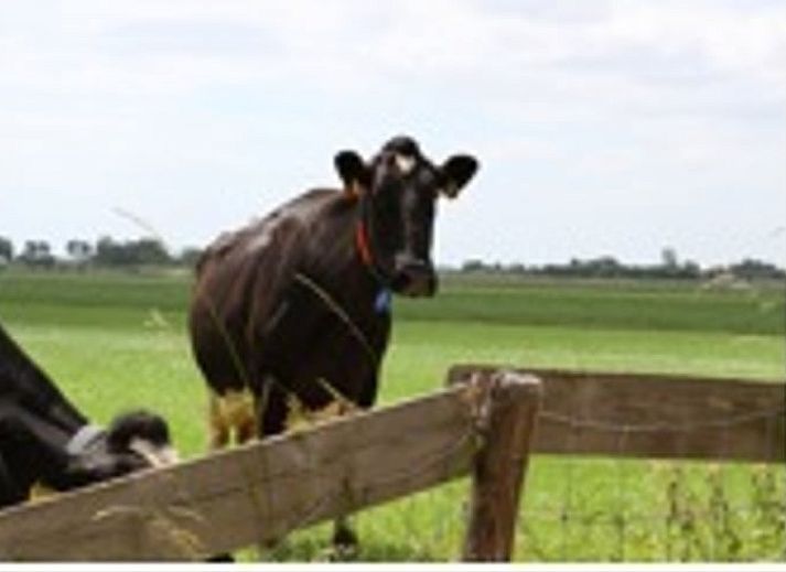 Heller Innenraum mit Essecke und Bett in Ferienhaus in Katwoude, Katwoude, Nordholland.