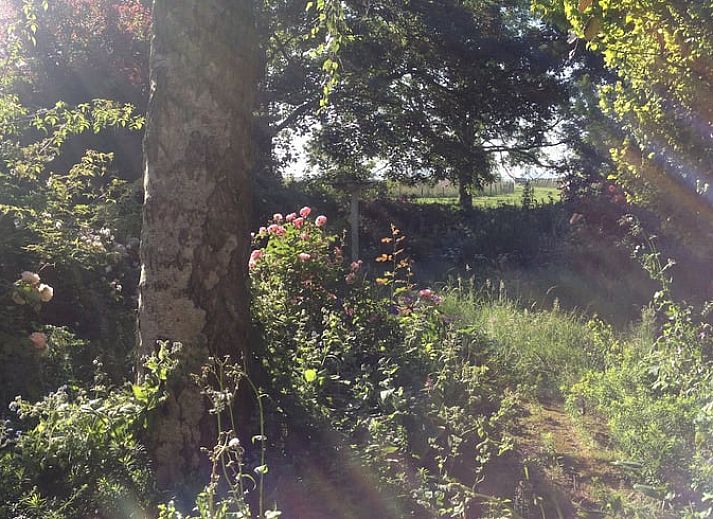 Groene tuin bij Vakantiehuis in Edam, ideaal voor ontspanning in IJsselmeerkust, Noord-Holland.
